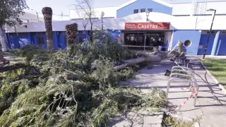 Cae un árbol a las puertas del polideportivo de Casetas.