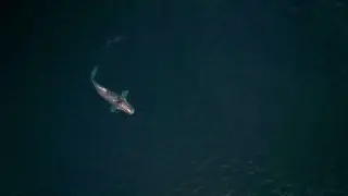 Una multitudinaria "cena" de ballenas cautiva a los científicos en Argentina