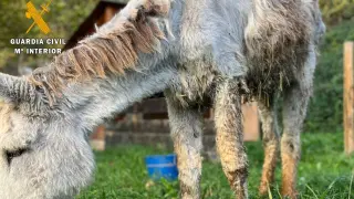 Rescate de un burro en malas condiciones en Belchite.