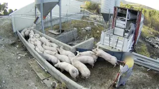 Denuncian por maltrato animal y graves irregularidades a una granja porcina de Burgos