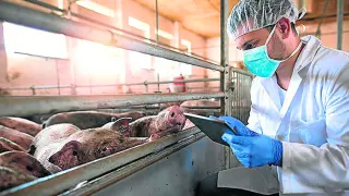La bioseguridad y la innovación están presentes en el trabajo diario de las explotaciones de porcino. hA