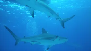 Imagen de archivo de tiburones en Bahamas