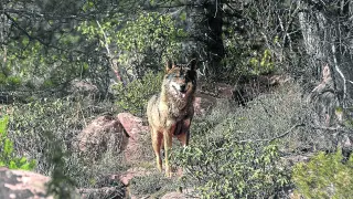 Ejemplar de lobo ibérico, en el parque faunístico de La Maleza