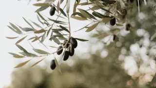 Olivos de variedad empeltre, autóctona y mayoritaria en la Comunidad, en una explotación a punto de recolectar en el Bajo Aragón.