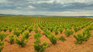 En cultivos como la viña se están introduciendo nuevos métodos alternativos en la lucha contra las plagas.