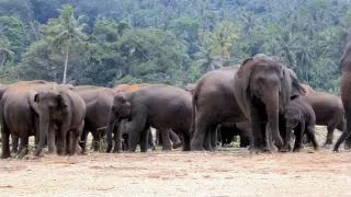 Imagen de archivo de una manada de elefantes
