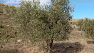 Uno de los olivos yermos que se pueden apadrinar a través de Apadrinaunolivo.