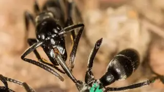 Una hormiga Matabele atiende la herida de otra hormiga cuyas patas fueron arrancadas a mordiscos en una pelea con termitas.