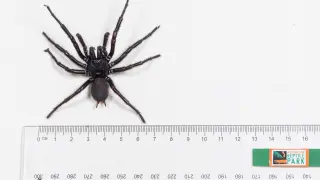 Encuentran en Australia una araña venenosa de un tamaño inusual de casi 8 centímetros
