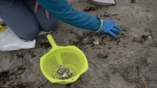 Recogida de pellets de una playa