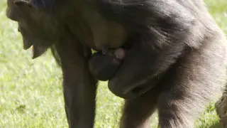 Nace en Bioparc València una cría de una subespecie de chimpancé en peligro de extinción
