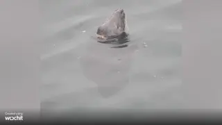 Emotivo rescate a una foca tras seis años atrapada en plástico