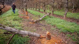 Imágenes de los frutales dañados por los castores, que se alimentan de la corteza de los árboles.