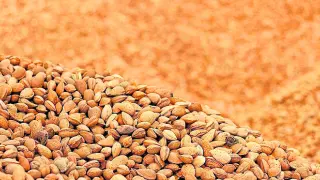 La almendra es la producción mayoritaria de Crisolar Nuts.