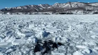 Un grupo de orcas queda atrapado en el hielo frente a la costa del norte de Japón