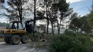 El Ayuntamiento de Barbastro comienza a retirar 340 pinos del polígono Valle del Cinca