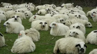 Ganaram analiza la resistencia a antimicrobianos en las bacterias, anticipando su detección en animales vivos y en sus deyecciones.