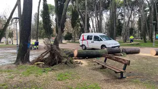 Trabajos de retirada del árbol que se desplomó el jueves en el pinar viejo del Parque Miguel Servet.