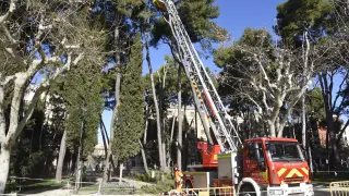 Tala de pinos en el Parque Miguel Servet de Huesca.