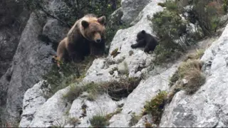 Una hembra de oso pardo y una de sus crías en Asturias.