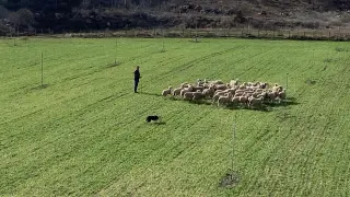 Perros pastores en El Chantre