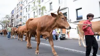 Protesta agraria en Tenerife con ganado y tractores.