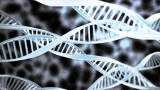 El ADN como lustre cultureta