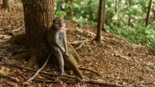 Imagen de archivo de un mono apoyado en un árbol