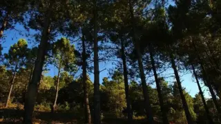 Una ruta por este bosque nos descubre una especie de árbol inusual en Aragón