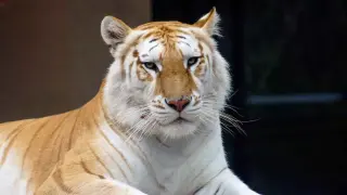 Un ejemplar de tigre de Bengala blanco