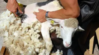 Ganadero esquilando una oveja