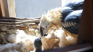 El señuelo que simula a un quebrantahuesos adulto alimenta a uno de los polluelos que se encuentra en un voladero exterior