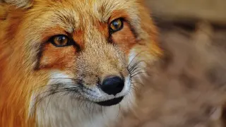 red-fox-1310826_1280