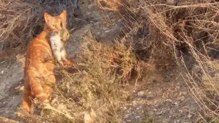 El gato cazando a un conejo en el Tercer Cinturón de Zaragoza