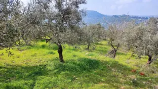 Los olivos constituyen un eje fundamental para las zonas rurales del sur del Líbano.