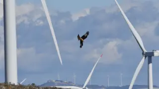 Un águila perdicera, entre aerogeneradores del Campo de Borja con alta mortalidad de avifauna