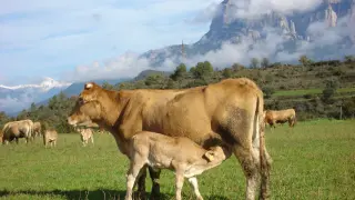 Imagen vaca con ternero