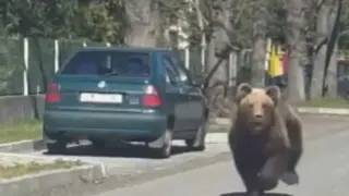 El oso recorriendo las calles de Liptovsky MIkulas.