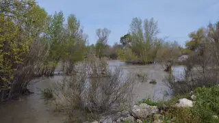 El río Gállego, a su paso por Peñaflor esta mañana.