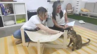 Zaragoza.- Nace Shanti, el primer espacio felino para compartir tiempo con gatos y concienciar sobre protección animal