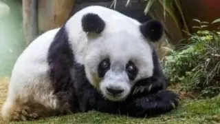 Tan Tan, el panda más anciano de Japón.