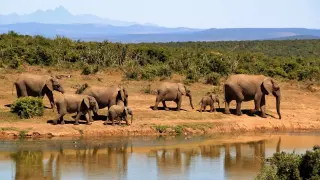 Imagen de archivo de un grupo de elefantes