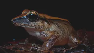 La rana de hojarasca (Haddadus binotatus) emite una llamada de socorro en frecuencias que los humanos no pueden oír pero los depredadores sí.