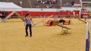Prueba del Campeonato Nacional de Agility en la plaza de Toros de Utrillas (Teruel).
