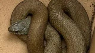 Imagen de la serpiente encontrada...GUARDIA CIVIL..09/04/2024 [[[EP]]]