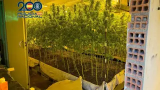 La Policía Nacional desmantela una plantación indoor de Marihuana en el barrio de Miralbueno