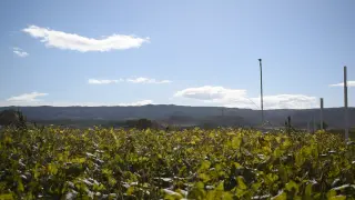 Campo de Soja en Los Monegros