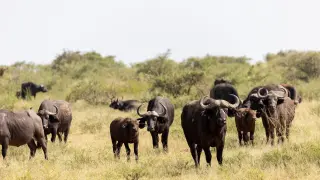 Foto de archivo de una manada de búfalos