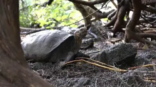 Las cedrelas, un árbol que amenaza la migración de las tortugas gigantes de Galápagos