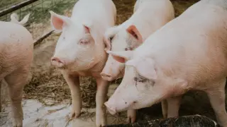 El sector porcino juega un papel clave en la economía de muchas poblaciones aragonesas.